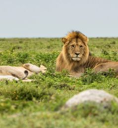 Tanzania leeuwen